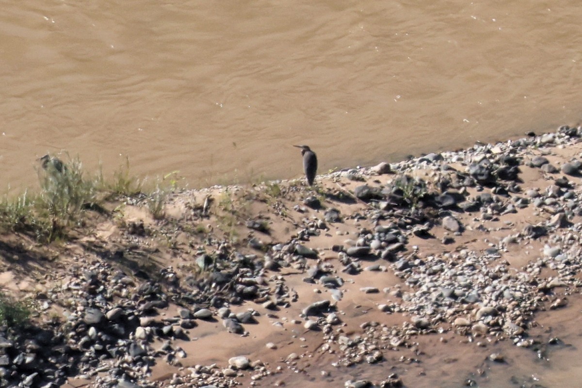 Great Blue Heron - ML623307690