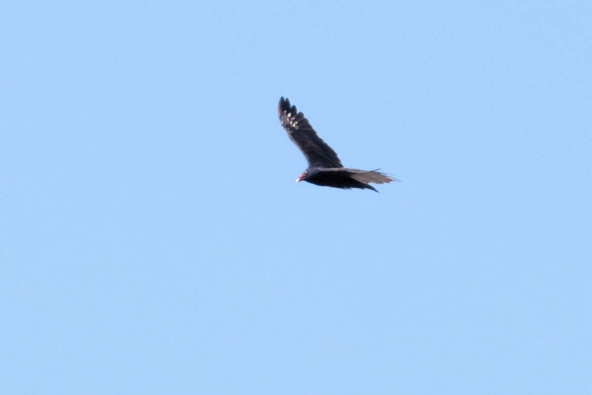 Turkey Vulture - ML623307710