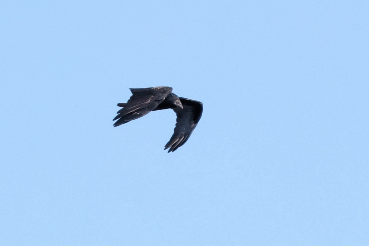 Turkey Vulture - ML623307711