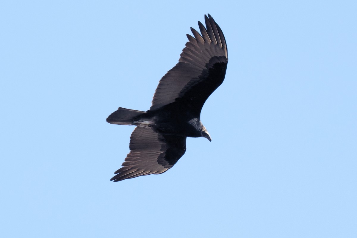 Turkey Vulture - ML623307712