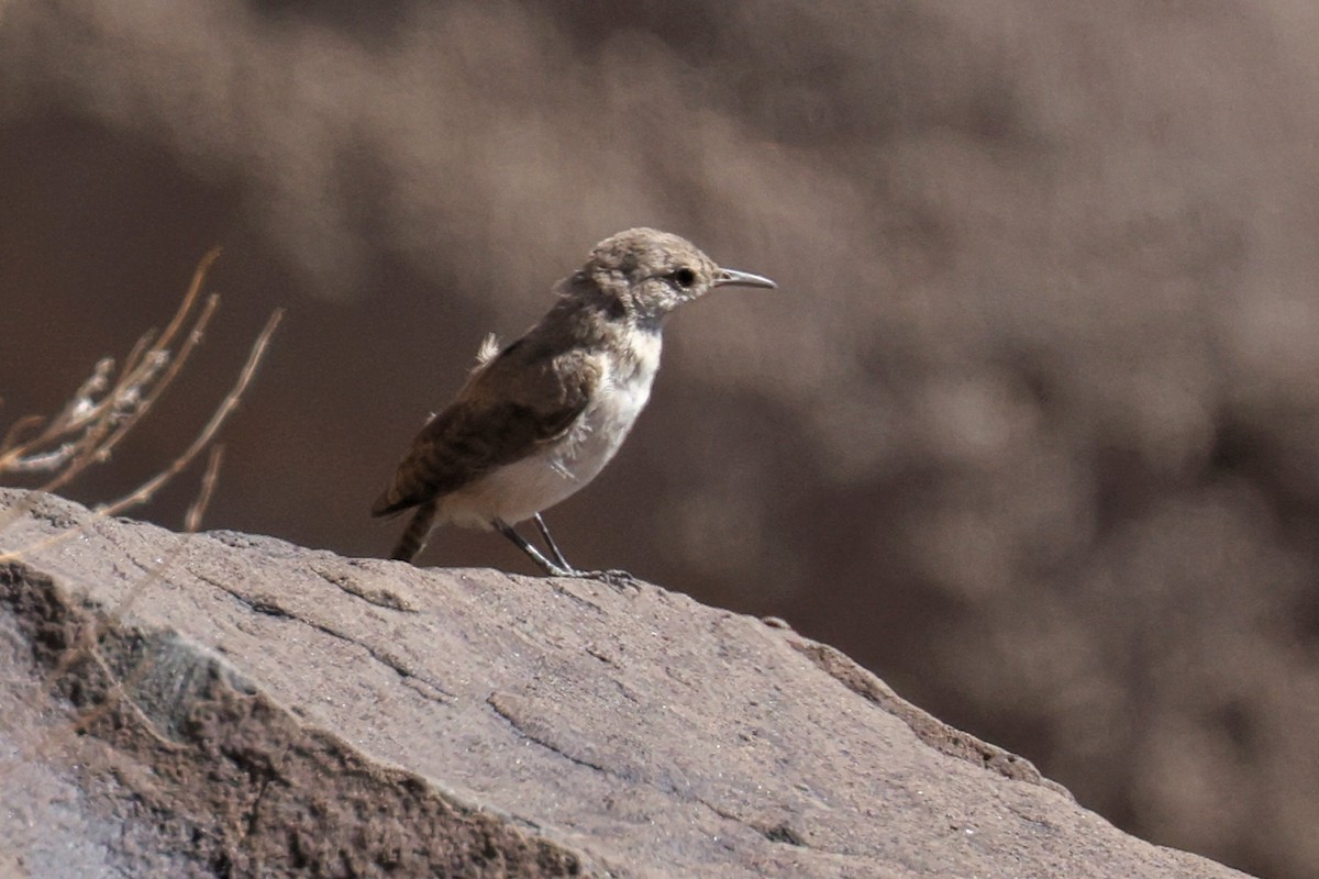 Rock Wren - ML623307724