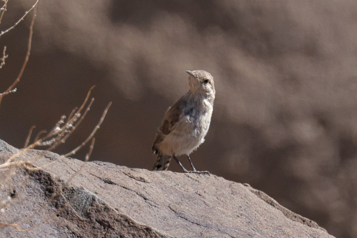 Rock Wren - Bob Walker