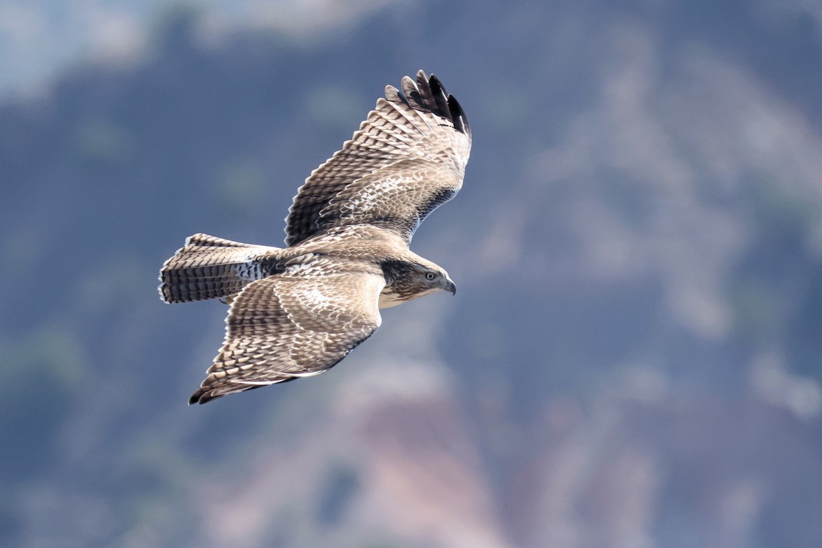 Red-tailed Hawk - ML623307733