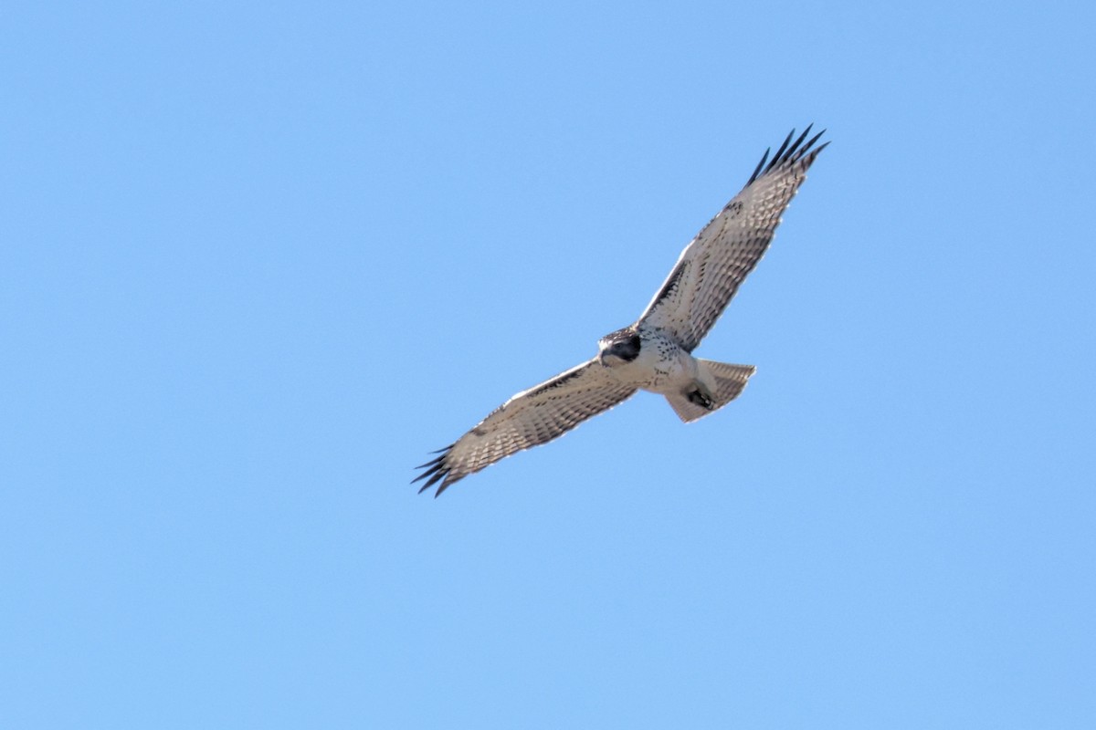 Red-tailed Hawk - ML623307734