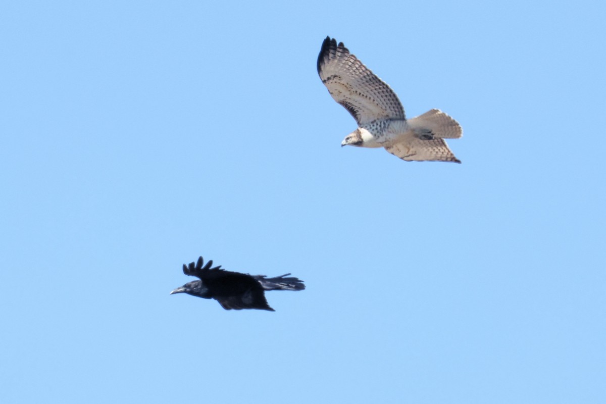 Red-tailed Hawk - ML623307735