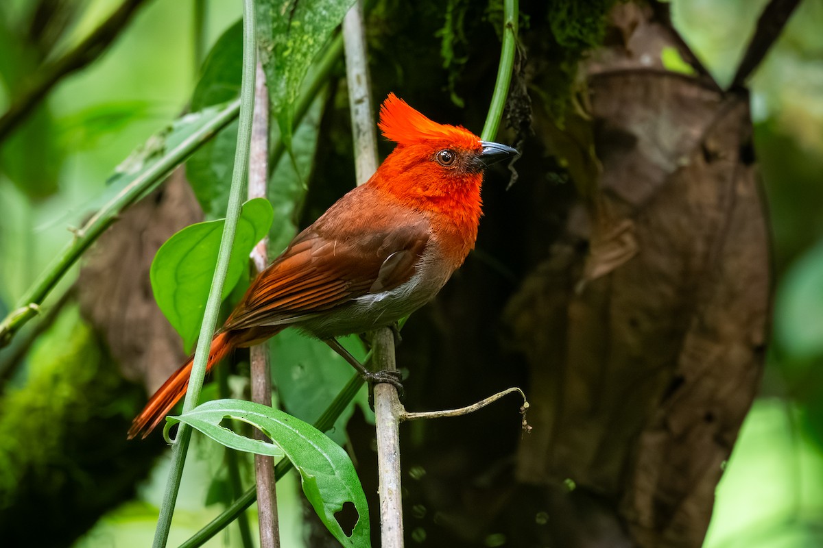 Crested Ant-Tanager - ML623307739