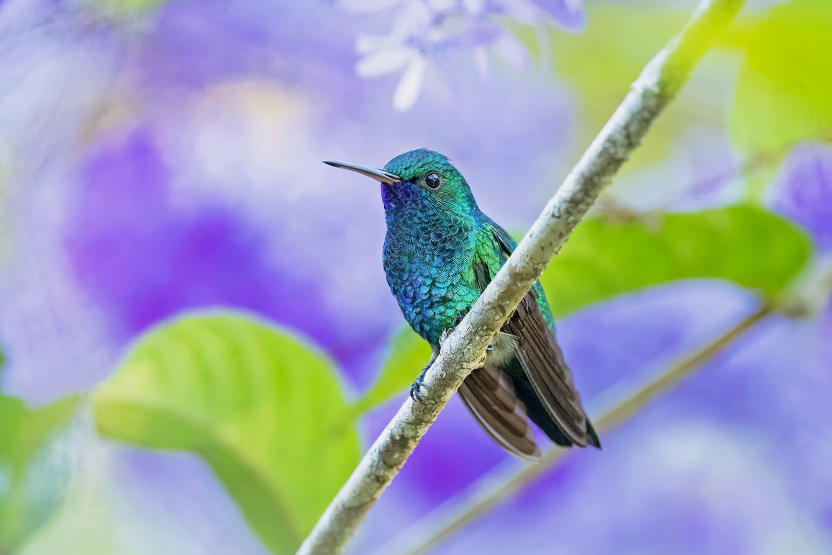 Blue-chinned Sapphire - ML623307747