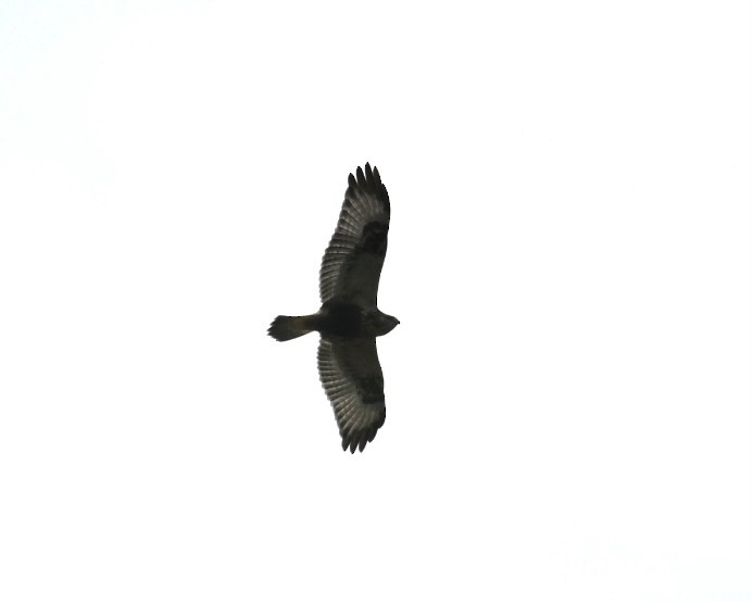 Rough-legged Hawk - ML623307895