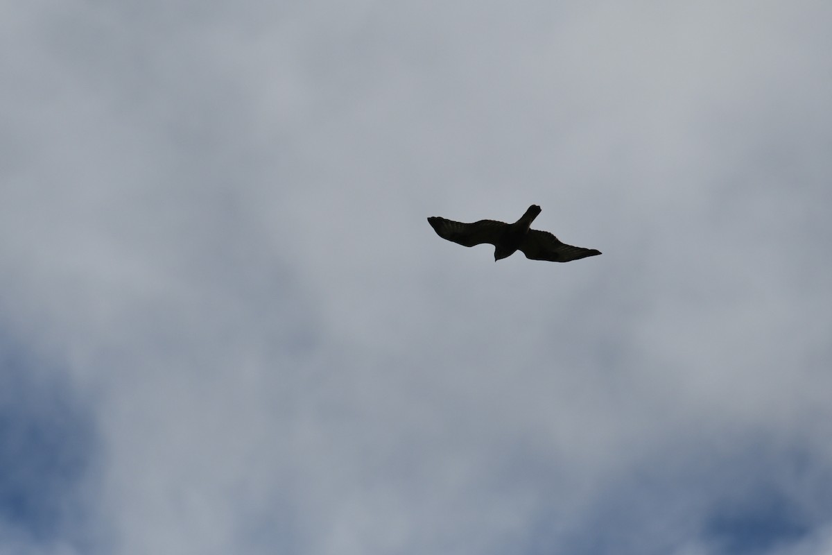 Rough-legged Hawk - ML623307897