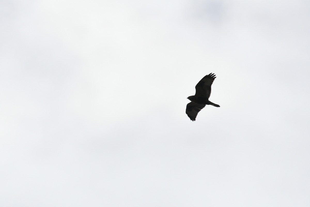 Rough-legged Hawk - ML623307898