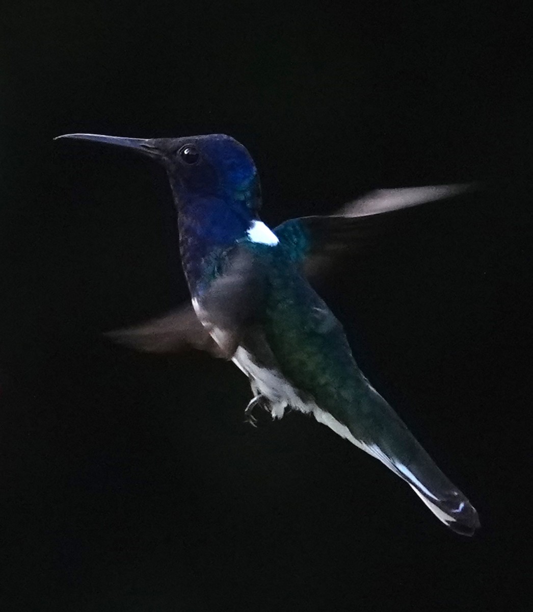 White-necked Jacobin - ML623307939