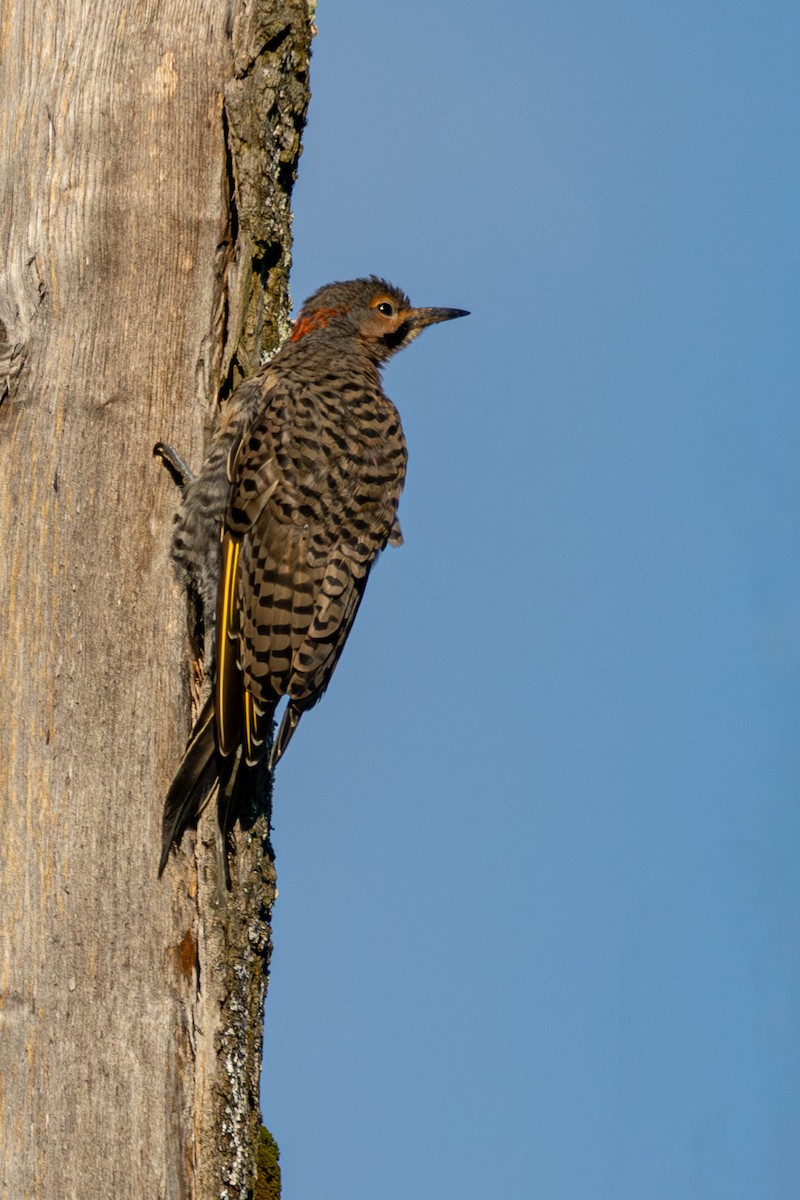 Northern Flicker - ML623307949