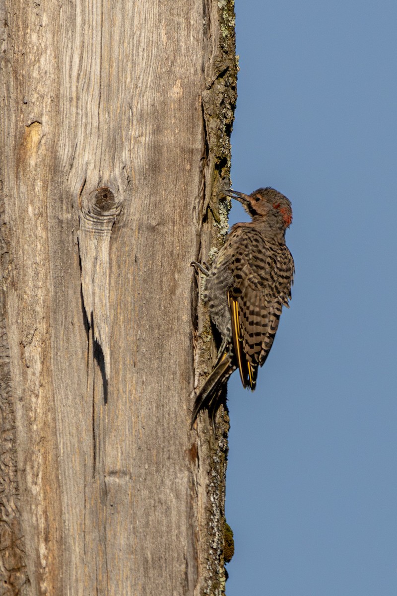 Northern Flicker - ML623307950