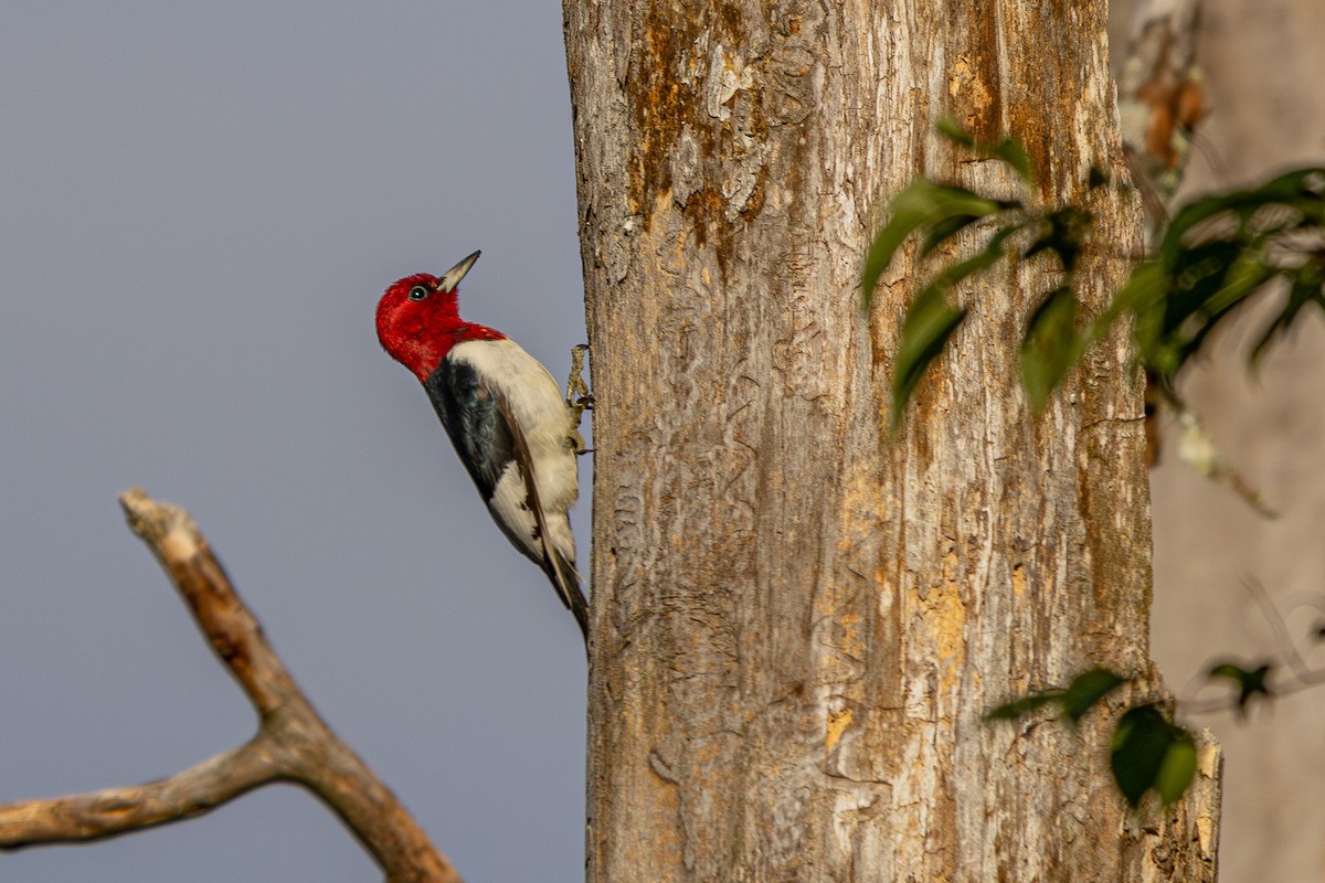 Red-headed Woodpecker - ML623307966