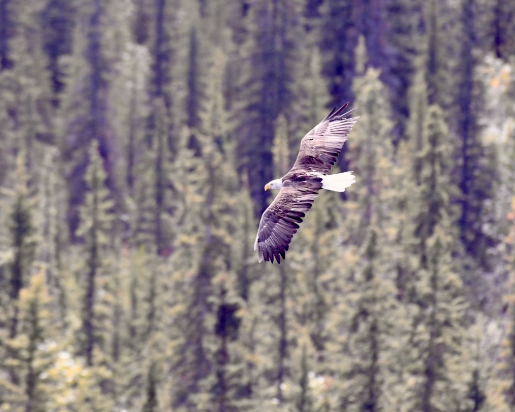 Bald Eagle - ML623307987