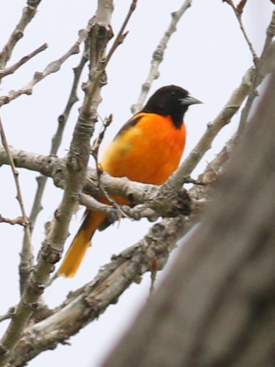 Baltimore Oriole - ML623307989