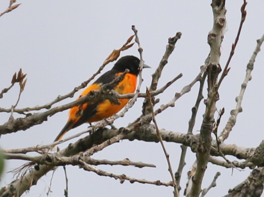 Baltimore Oriole - ML623307990