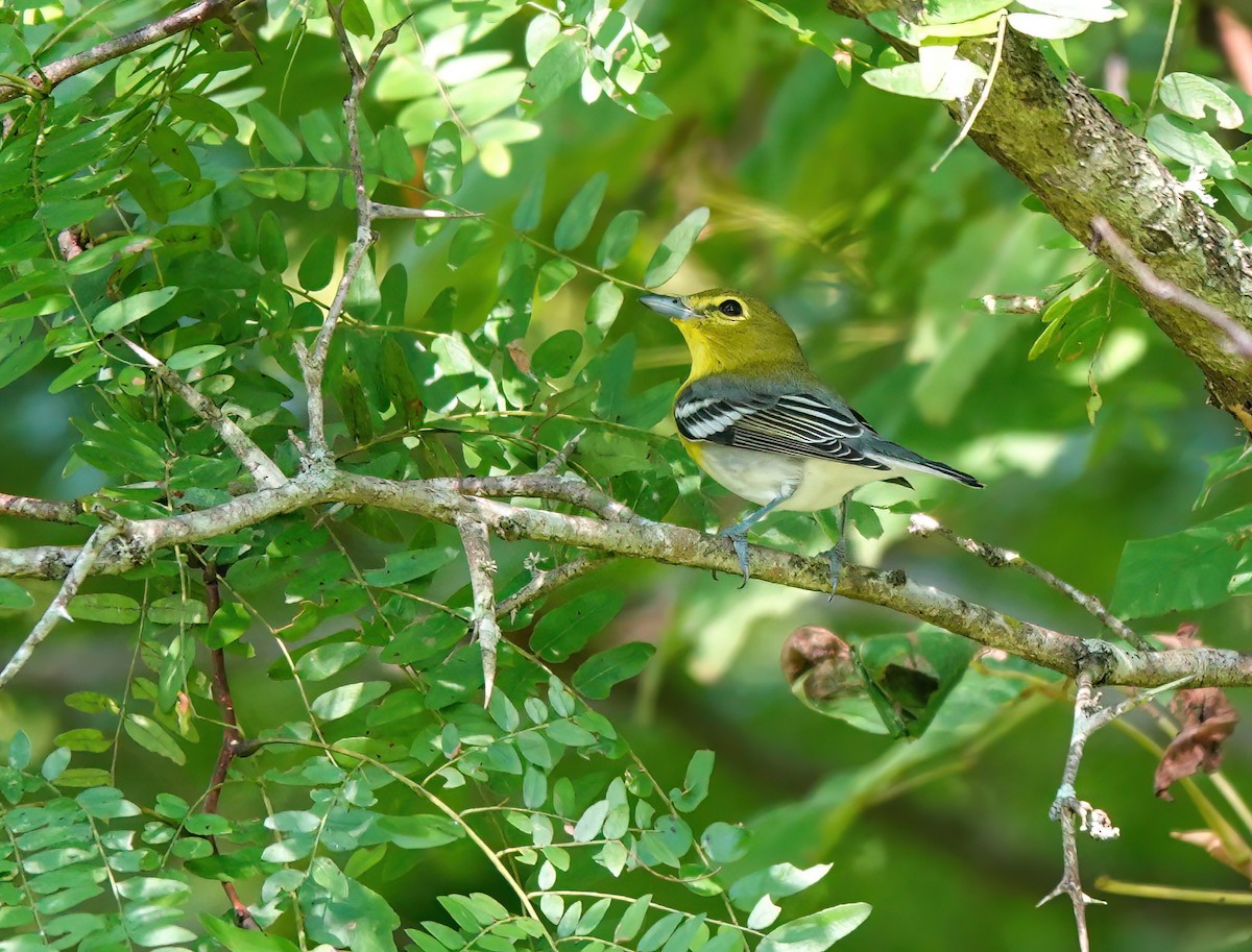 Viréo à gorge jaune - ML623307991