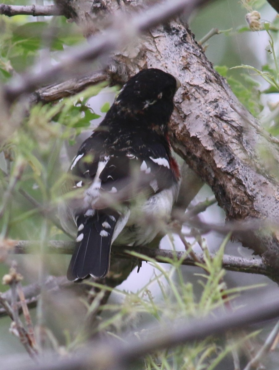 Rose-breasted Grosbeak - ML623307993