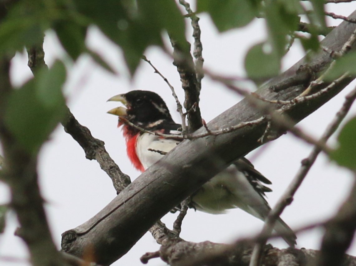 Rose-breasted Grosbeak - ML623307994