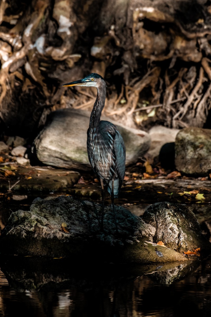 Great Blue Heron - William Smith