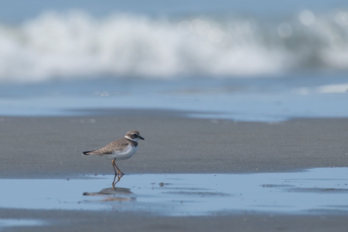 Semipalmated Plover - ML623308051