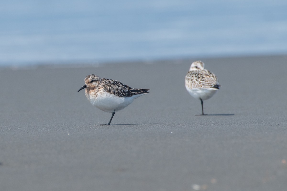 Sanderling - ML623308058