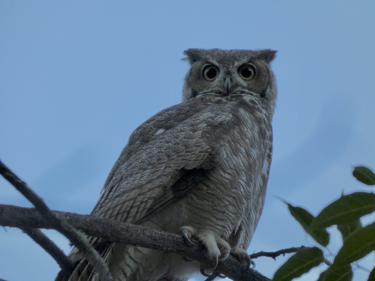 Great Horned Owl - ML623308062