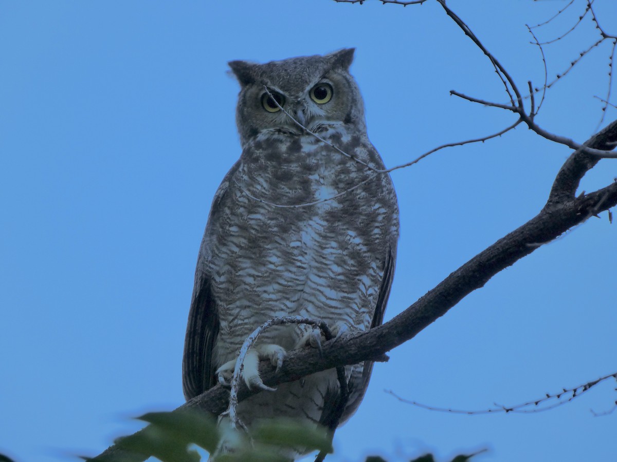 Great Horned Owl - ML623308063