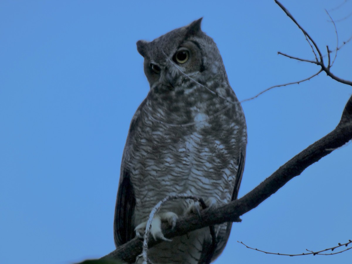 Great Horned Owl - ML623308064