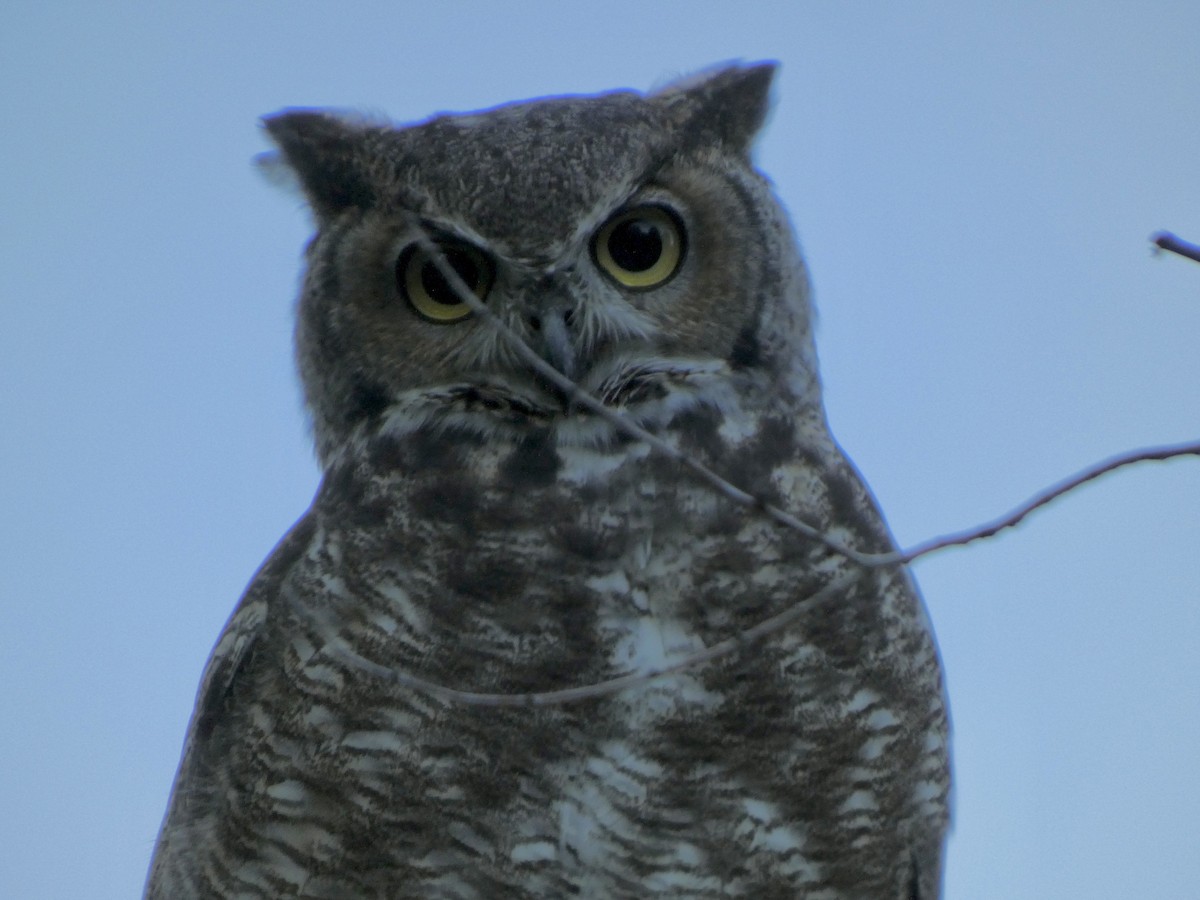 Great Horned Owl - ML623308065