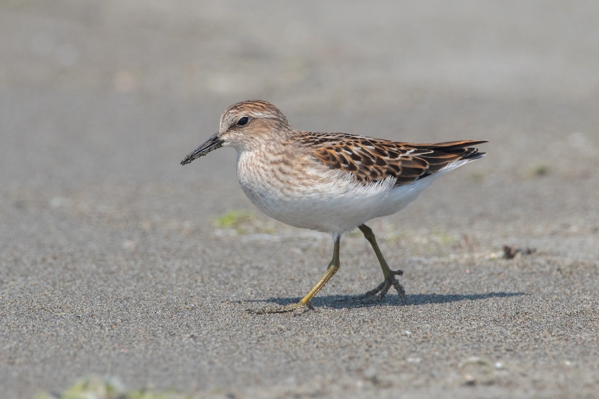 Least Sandpiper - ML623308066