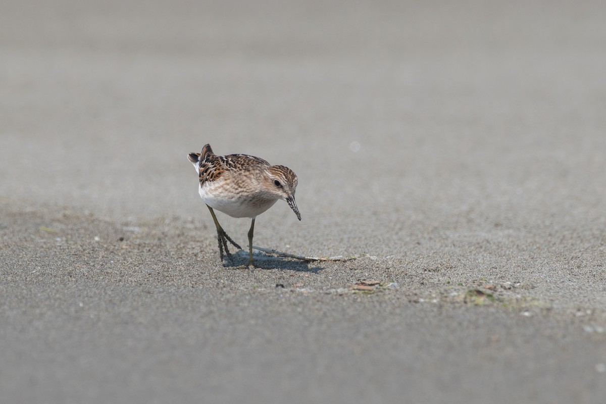 Least Sandpiper - ML623308067