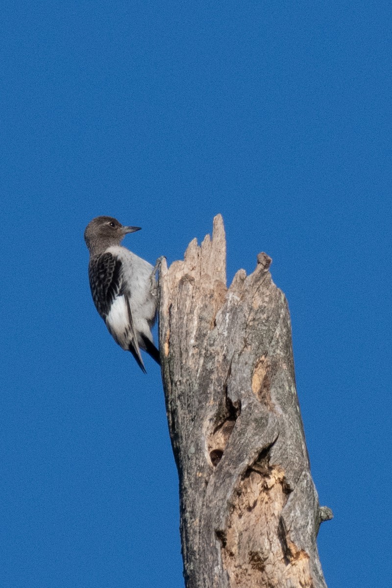 Red-headed Woodpecker - ML623308072