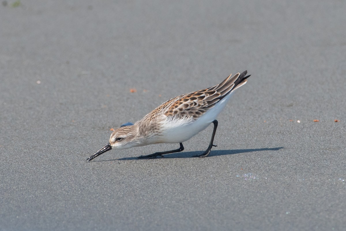 Western Sandpiper - ML623308074