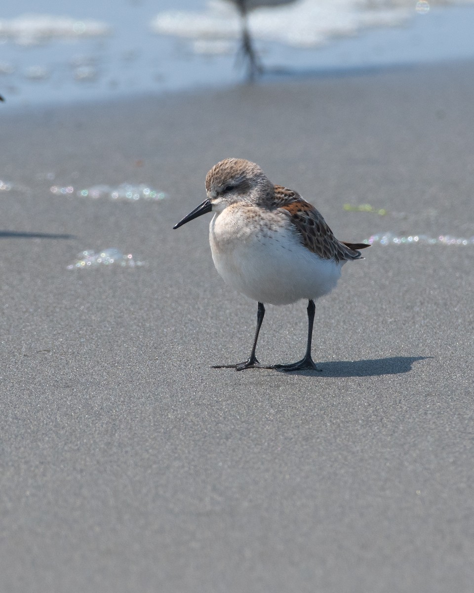 Western Sandpiper - Levi Ashe