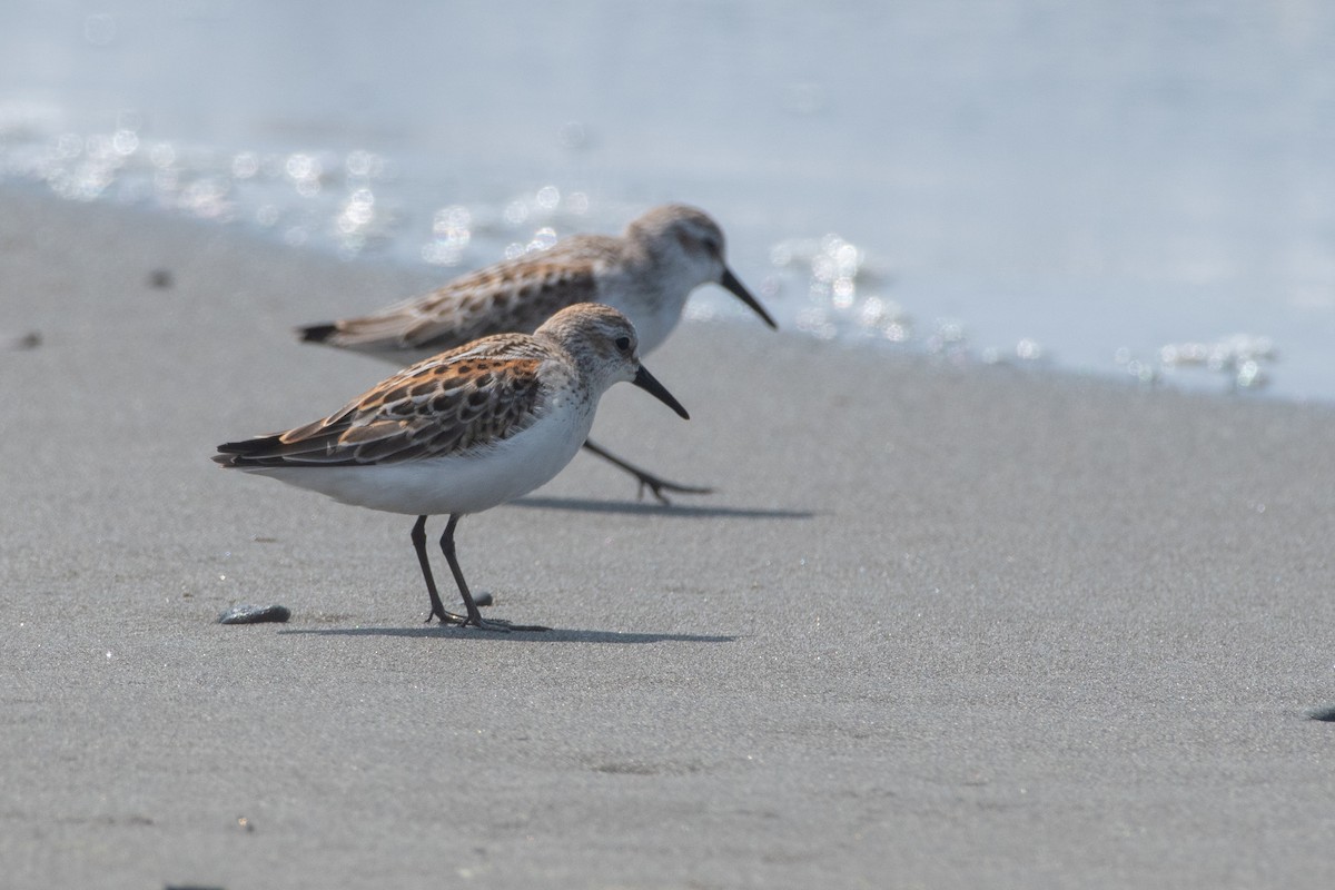 Western Sandpiper - Levi Ashe