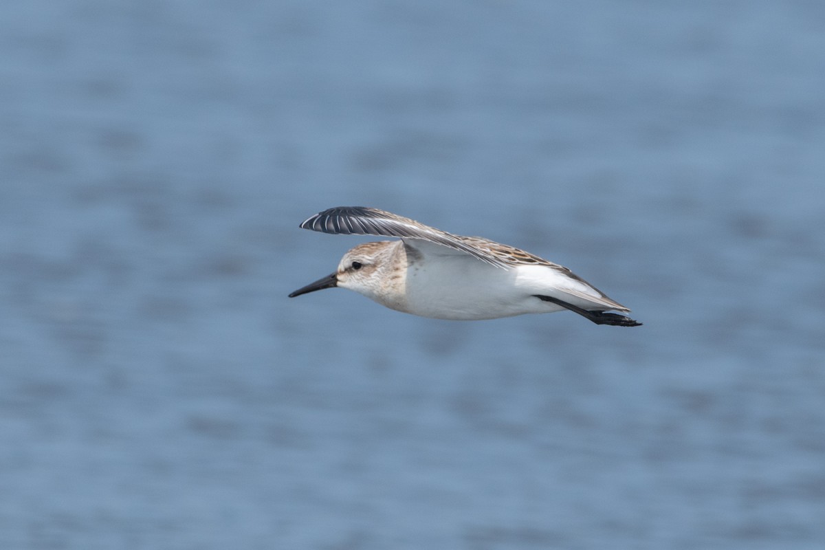 Western Sandpiper - ML623308077