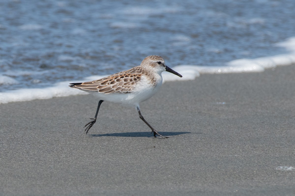 Western Sandpiper - ML623308079