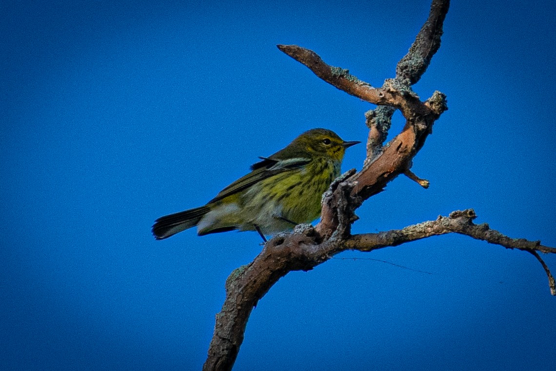 Cape May Warbler - ML623308083