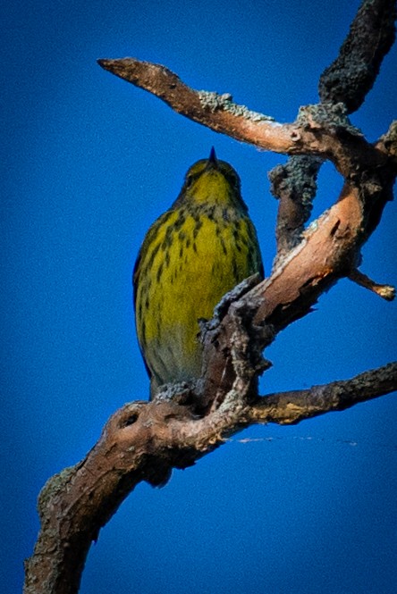 Cape May Warbler - ML623308084