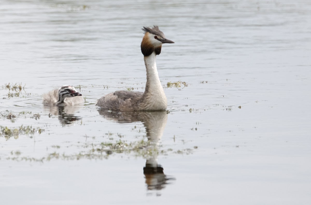 Great Crested Grebe - ML623308120