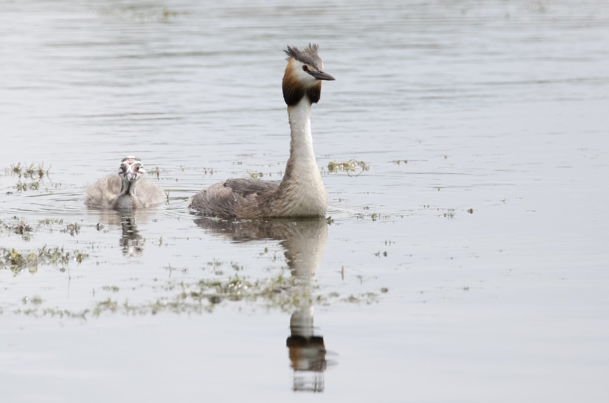 Great Crested Grebe - ML623308121