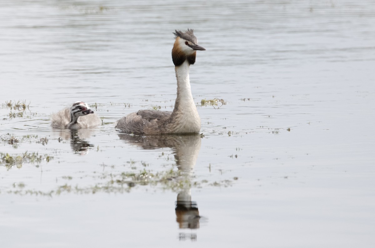 Great Crested Grebe - ML623308122