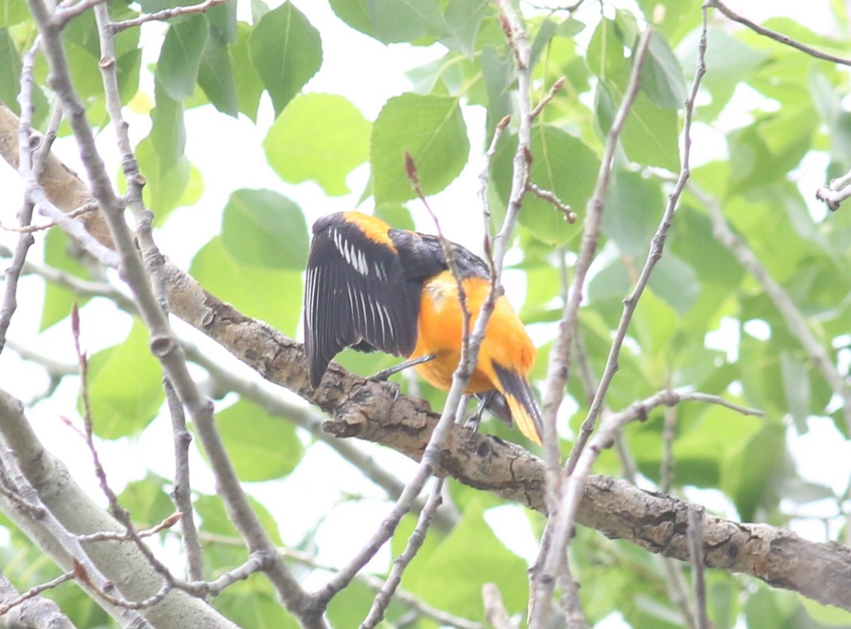 Baltimore Oriole - ML623308125