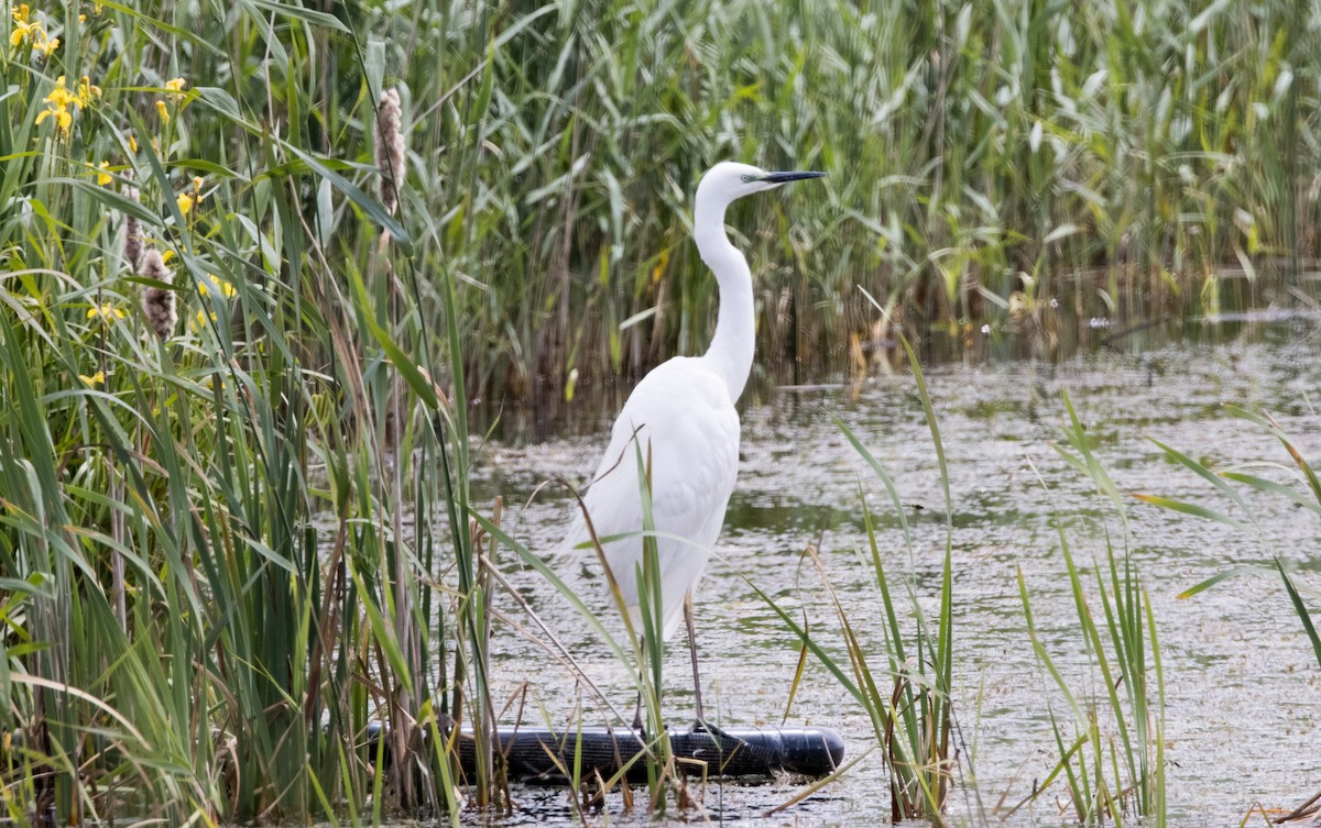 Great Egret - ML623308134