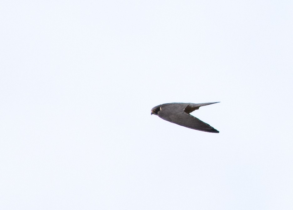 Eurasian Hobby - ML623308144