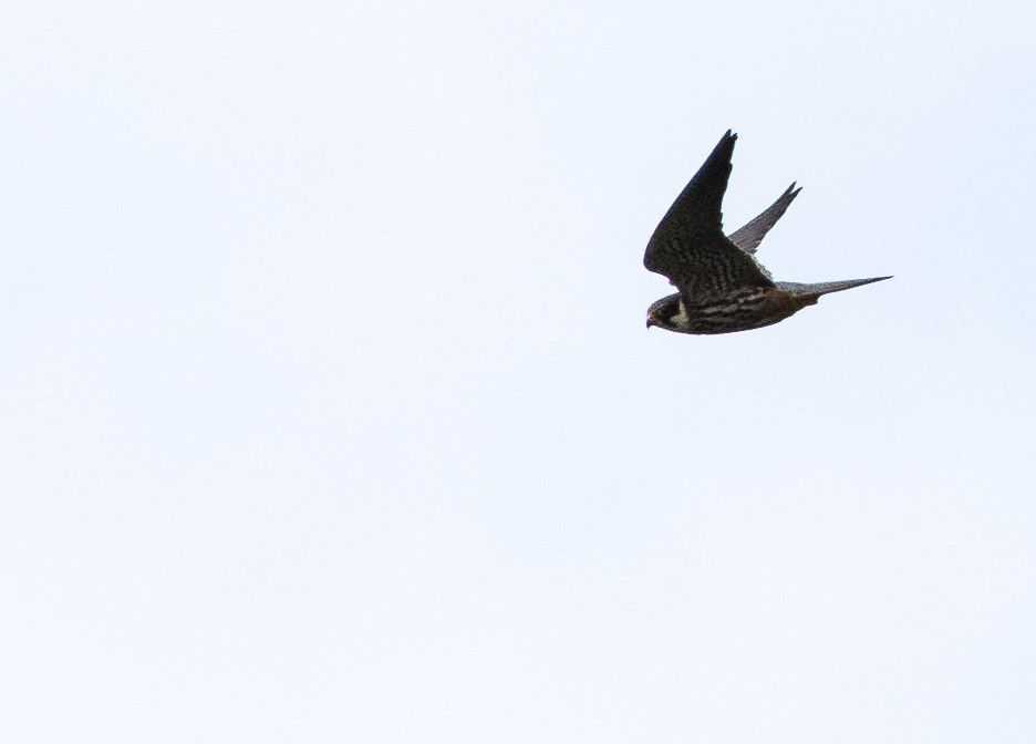 Eurasian Hobby - ML623308146