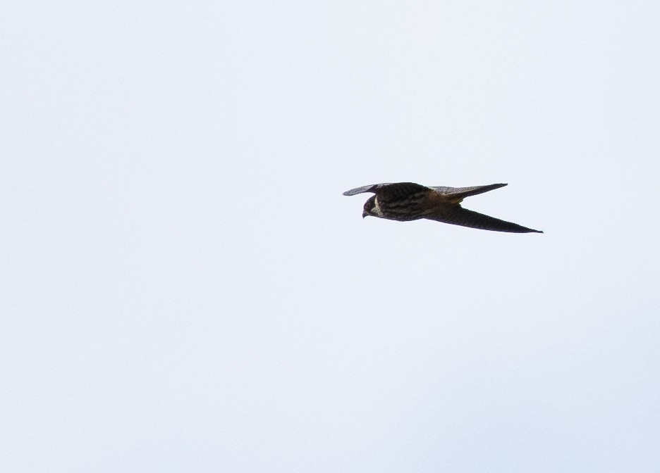 Eurasian Hobby - ML623308147