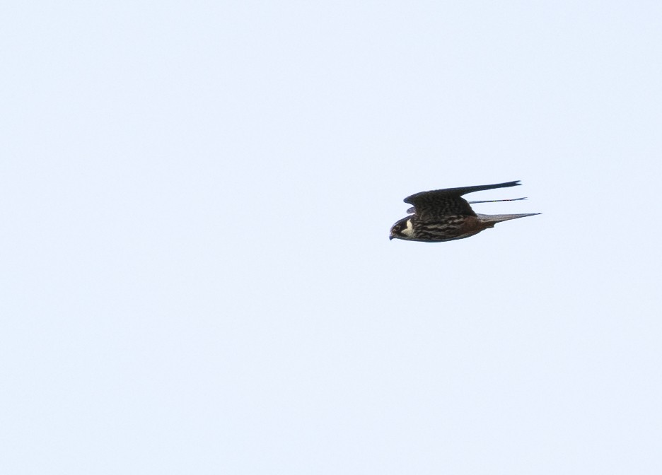 Eurasian Hobby - Chris Barnes